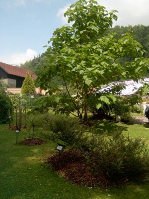 Pavlovnie plstnatá - Paulownia tomentosa 2004