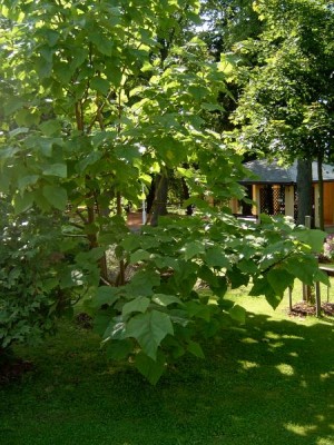 Pavlovnie plstnatá - Paulownia tomentosa 2005