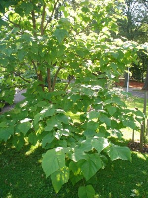 Pavlovnie plstnatá - Paulownia tomentosa 2005