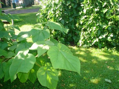 Pavlovnie plstnatá - Paulownia tomentosa 2005