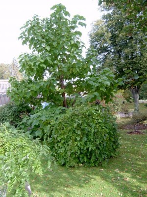 Pavlovnie plstnatá, císařská - Paulownia tomentosa,2005