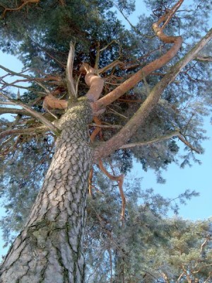 Borovice lesní - Pinus silvestris 2004