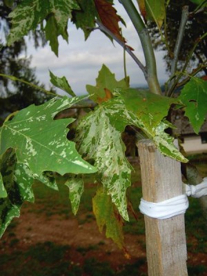Platan javorolistý - pestrolistý, Platanus acerifolia ´Suttneri´, 2005