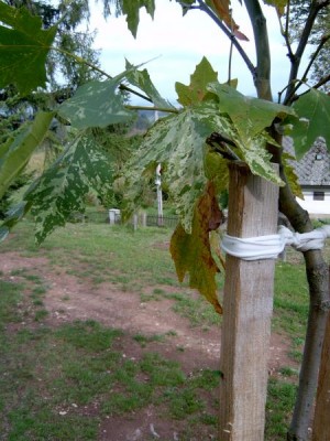 Platan javorolistý - pestrolistý, Platanus acerifolia ´Suttneri´, 2005