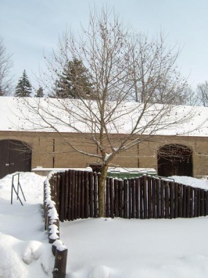 Platan javorolistý - Platanus acerifolia  v zimě s plody