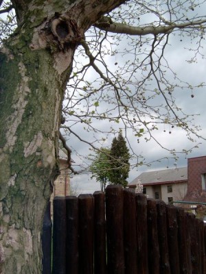 Platan javorolistý - Platanus acerifolia  jaro 2005