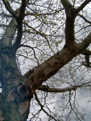 Platan javorolistý - Platanus acerifolia  jaro 2005