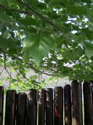 Platan javorolistý - Platanus acerifolia  2004