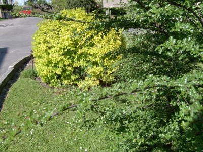 Pustoryl  věncový - pestrolistý, Philadelphus coronarius ´Aureus´, 2005