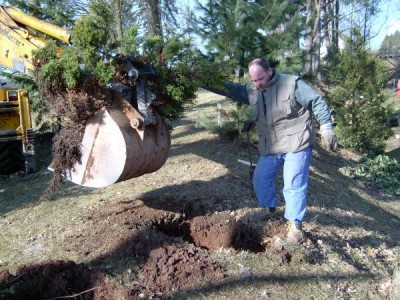 Přesazování vzrostlých dřevin, 2005