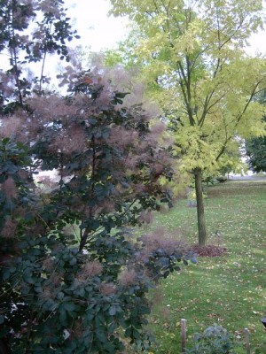 Ruj vlasatá - pestrolistá Cotinus coggygria ´Royal purple´, 2005