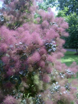 Ruj vlasatá Cotinus coggygria, 2004