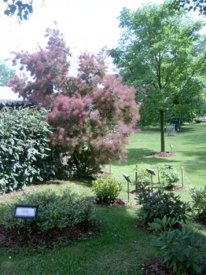 Ruj vlasatá Cotinus coggygria, 2004