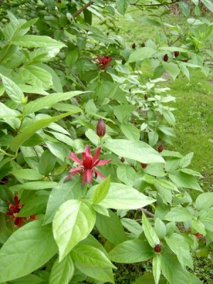 Sazaník květnatý Calycanthus floridus, 2004