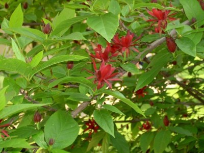 Sazaník květnatý Calycanthus floridus, 2004