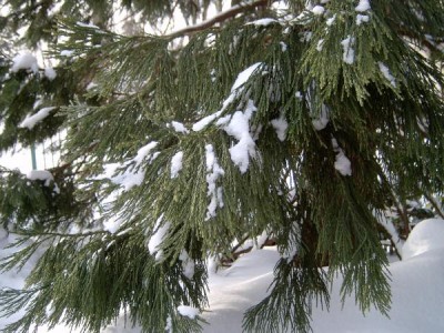 Sekvojovec obrovský - mamutí strom Sequiadendron giganteum,  v zimě 2005 - detail