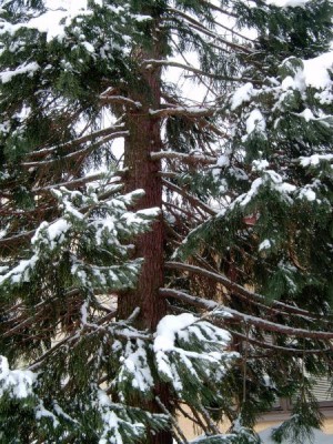 Sekvojovec obrovský - mamutí strom Sequiadendron giganteum,  v zimě 2005 - detail