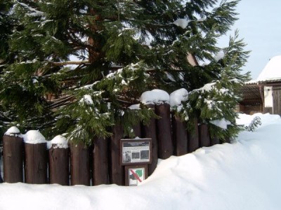 Sekvojovec obrovský - mamutí strom Sequiadendron giganteum,  v zimě 2005, druhý exemplář - detail