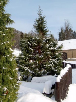 Sekvojovec obrovský - mamutí strom Sequiadendron giganteum, druhý exemplář, v zimě 2005