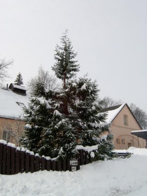 Sekvojovec obrovský - mamutí strom Sequiadendron giganteum, druhý exemplář, v zimě 2005