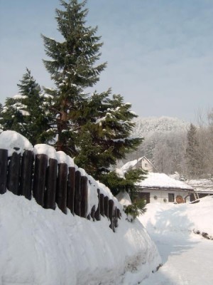 Sekvojovec obrovský - mamutí strom Sequiadendron giganteum, druhý exemplář, v zimě 2006