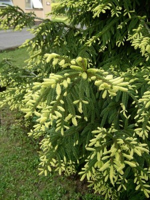 Smrk východní - Picea orientalis ´Aurea´  jaro 2004