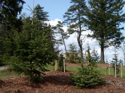 Skupina jedlí (Abies) v horním parku, 2005
