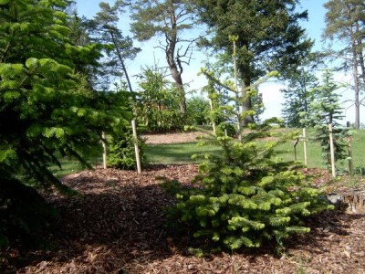 Skupina jedlí (Abies) v horním parku