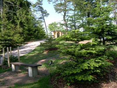 Skupina jedlí (Abies) v horním parku