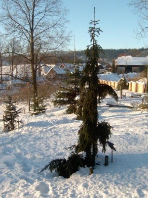 Smrk převislý - Picea abies ´Rotenhaus´ 2006