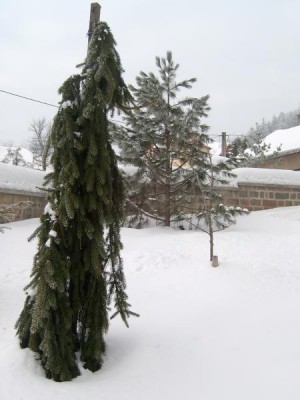 Smrk zlepilý - převislá forma Picea abies ´Inversa´ 2006