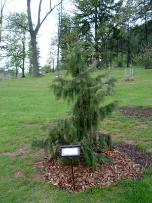 Smrk Brewerův - Picea breweriana v horním parku - po přesazení, 2005