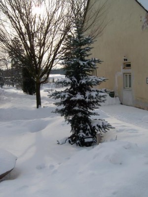 Smrk pichlavý - stříbrný - Picea pungens ´Argentea´ v zimě 2005