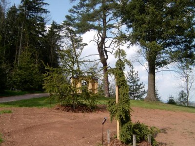 Smrk ztepilý - převislý  Picea abies ´Rotenhaus´ v pozadí hadí smrk, 2005