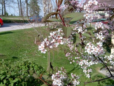 Střemcha obecná - pestrolistá Prunus padus ´Colorata´