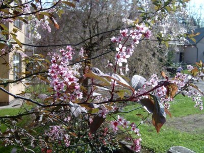 Střemcha obecná - pestrolistá Prunus padus ´Colorata´