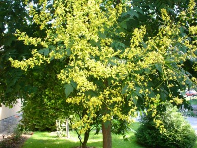Svitel latnatý Koelreuteria paniculata v květu, 2005
