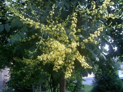 Svitel latnatý Koelreuteria paniculata v květu, 2005