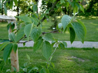 Svída Nuttalova Cornus nuttalii