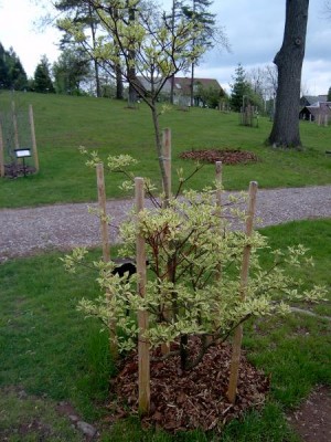 Svída sporná - pestrolistá Cornus controversa ´Varieagata´ v horním parku, 2005