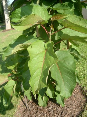 Topol chlupatý, Populus lasiocarpa horní park, 2005