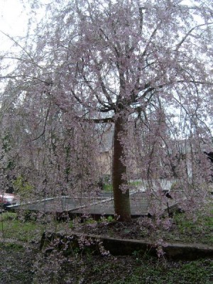 Třešeň chloupkatá - převislá, sakura,  Prunus subhirtella ´Pendula´