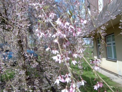 Třešeň chloupkatá - převislá, sakura Prunus subhirtella ´Pendula´ 2004
