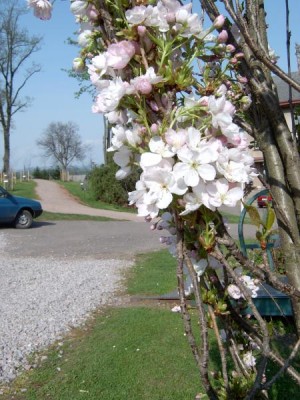 Třešeň pilovitá - sloupovitá sakura, 2005 Prunus serrulata ´Amanogawa´