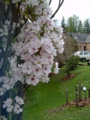 Třešeň pilovitá - sloupovitá, sakura 2005 Prunus serrulata ´Amanogawa´
