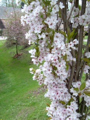 Třešeň pilovitá - sloupovitá, sakura, 2005 Prunus serrulata ´Amanogawa´