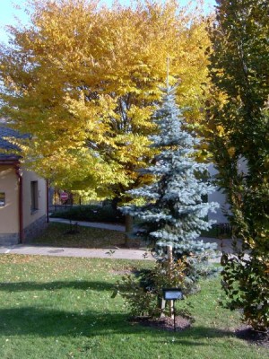 Zelkova habrolistá - Zelkova carpiniofolia v pozadí, podzim 2005