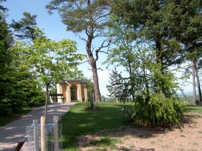 Zelkova habrolistá Zelkova carpiniofolia v horním parku, 2005