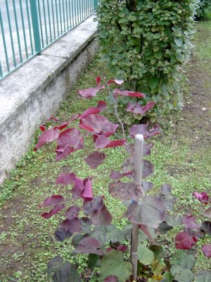 Zmarlika kanadská - pestrolistá,  Cerdis canadensis, 2005