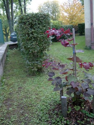 Zmarlika kanadská - pestrolistá, Cerdis canadensis, 2005